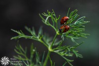 /album/makro-macro/lightroomed-kalinki-1-of-1-jpg/